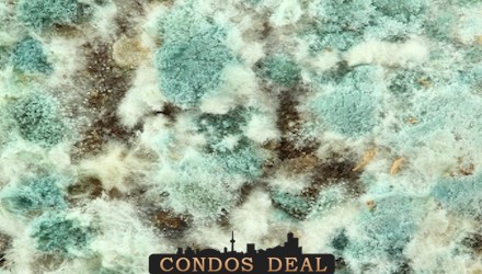 Mould, What it is and is it really a health concern?